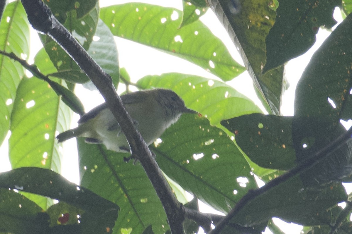 kortstjertvireo (minor) - ML647047314