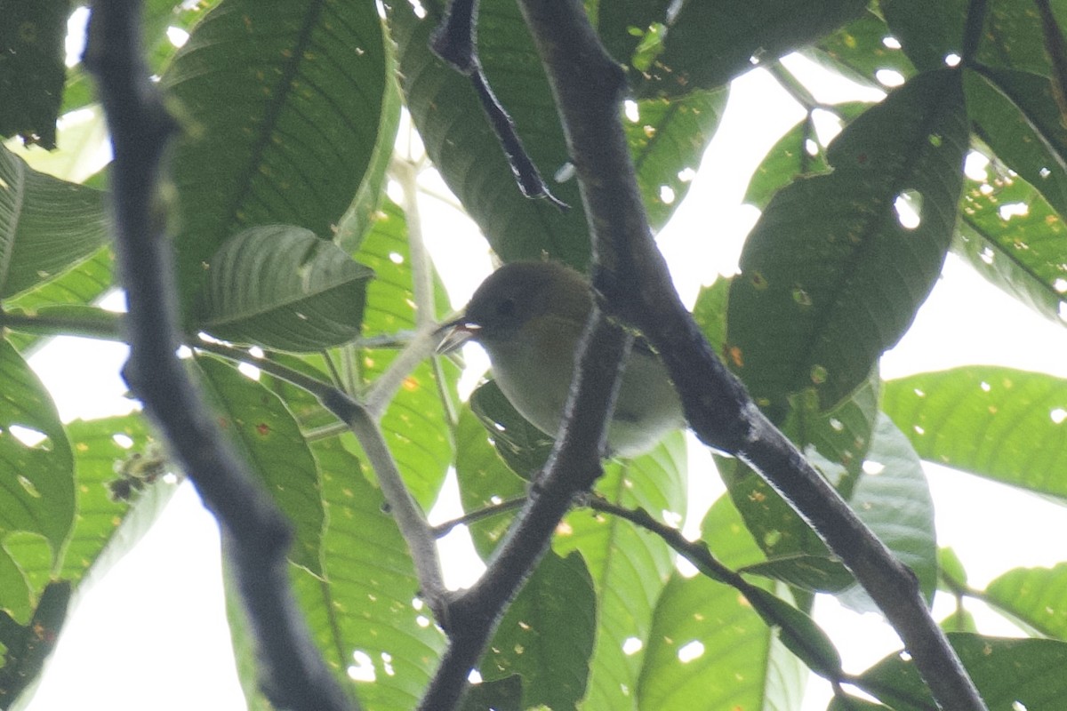 kortstjertvireo (minor) - ML647047315