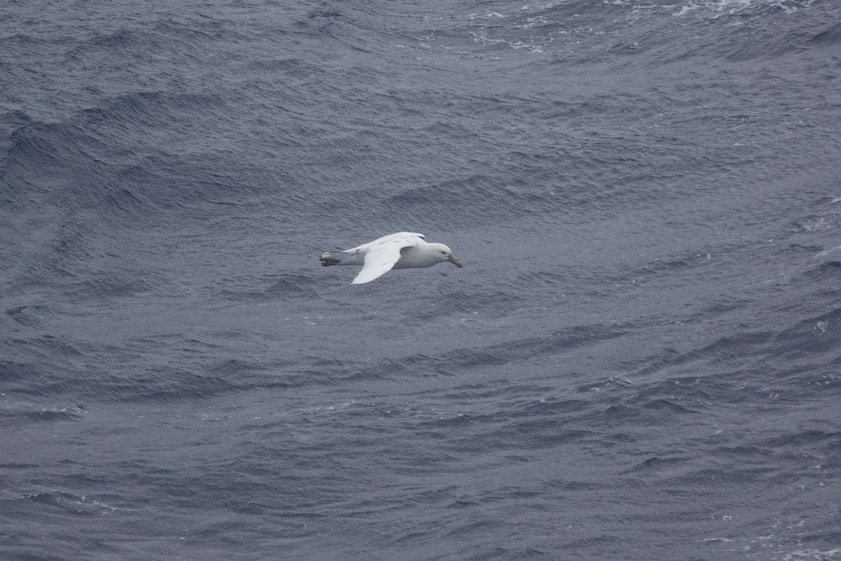 Southern Giant-Petrel - ML647047321