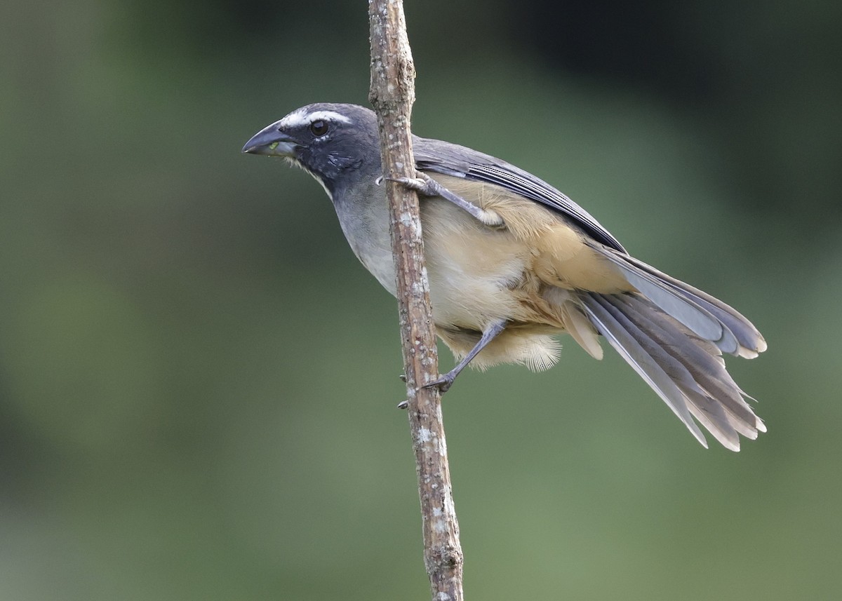 Kuzeyli Kurşuni Saltator - ML647047322