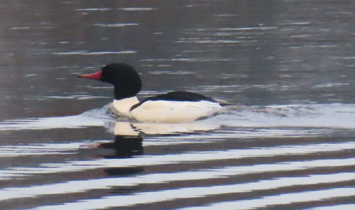 Common Merganser - ML647047327