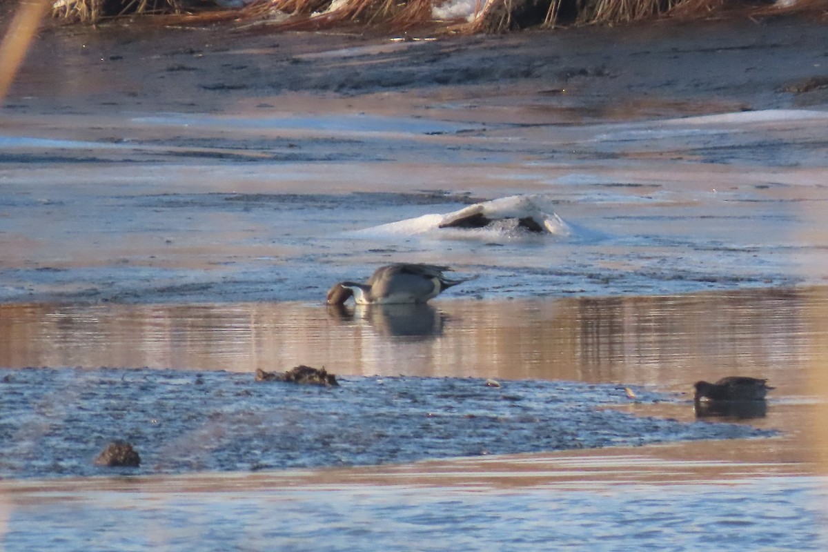 Northern Pintail - ML647047334