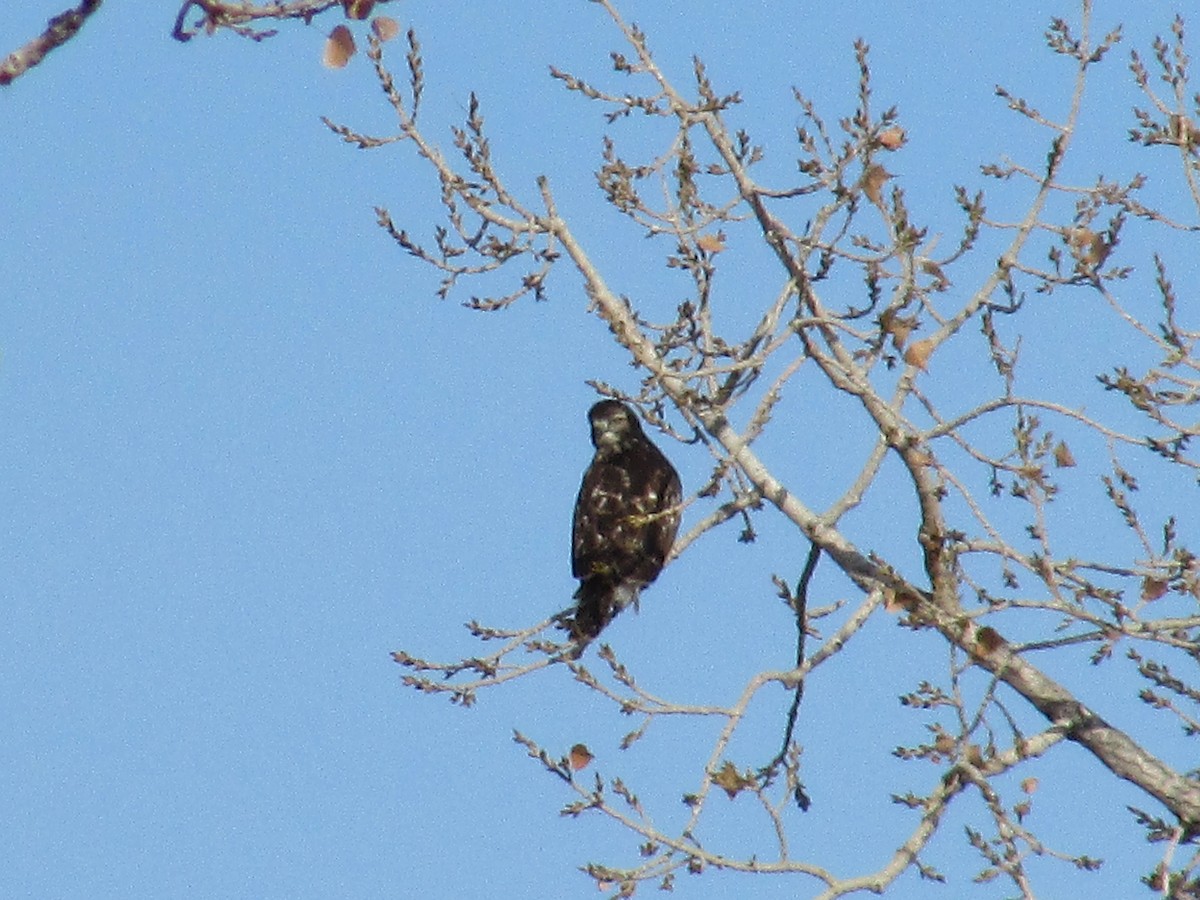 Red-tailed Hawk - ML647047338
