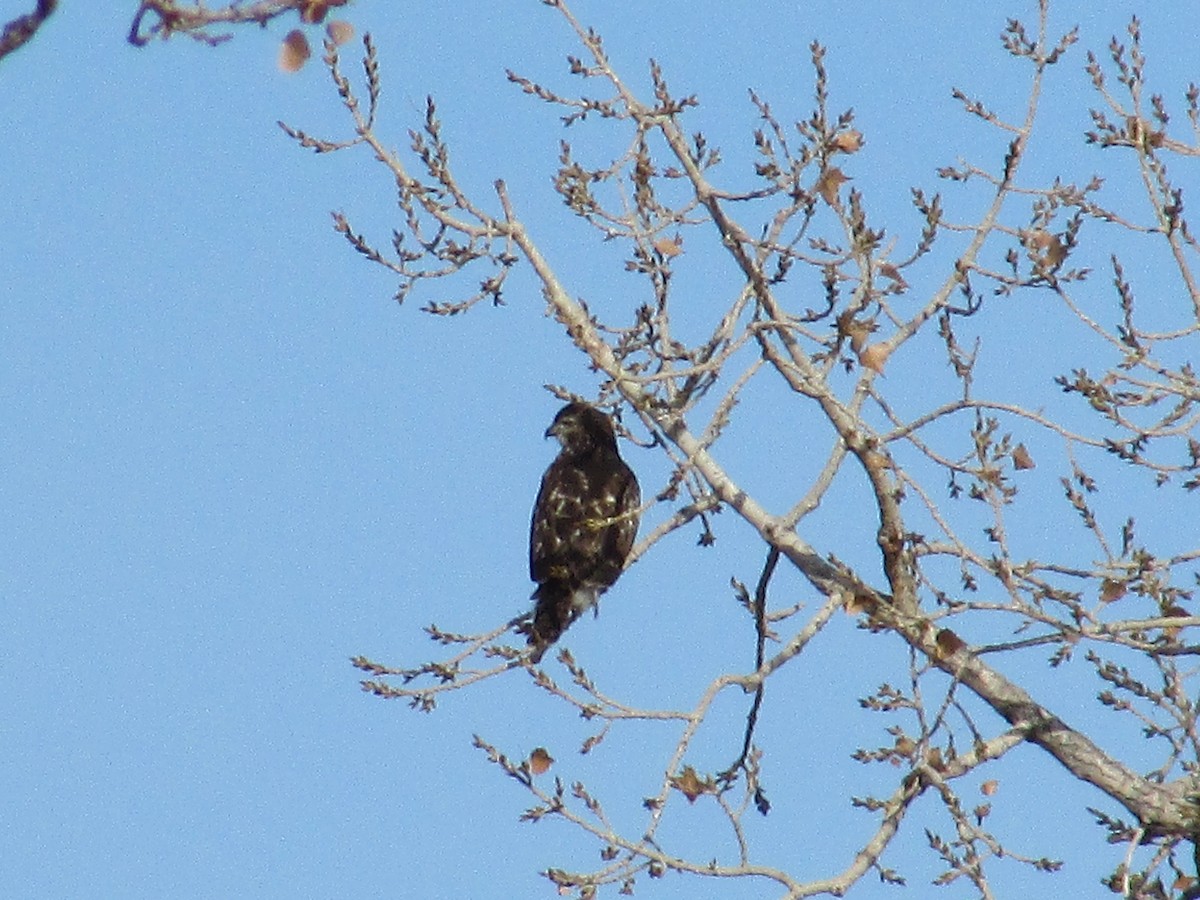 Red-tailed Hawk - ML647047339