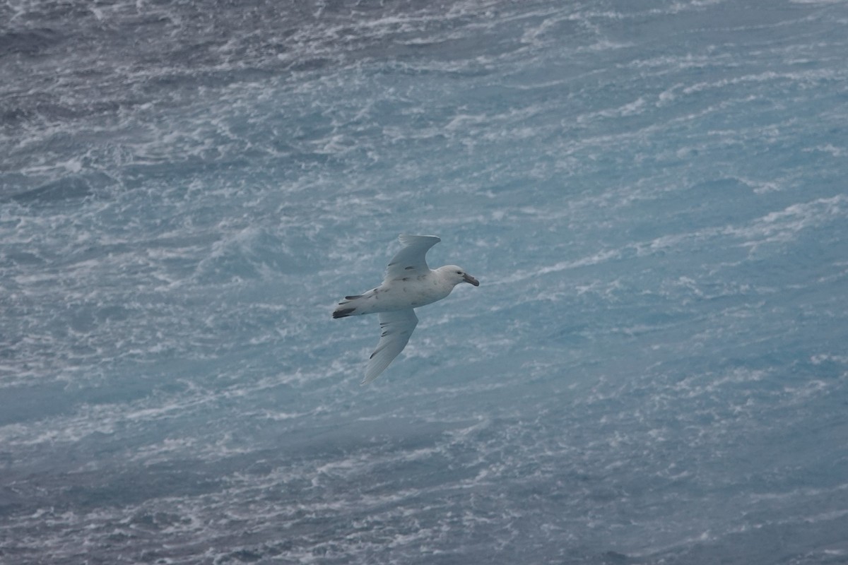 Southern Giant-Petrel - ML647047340