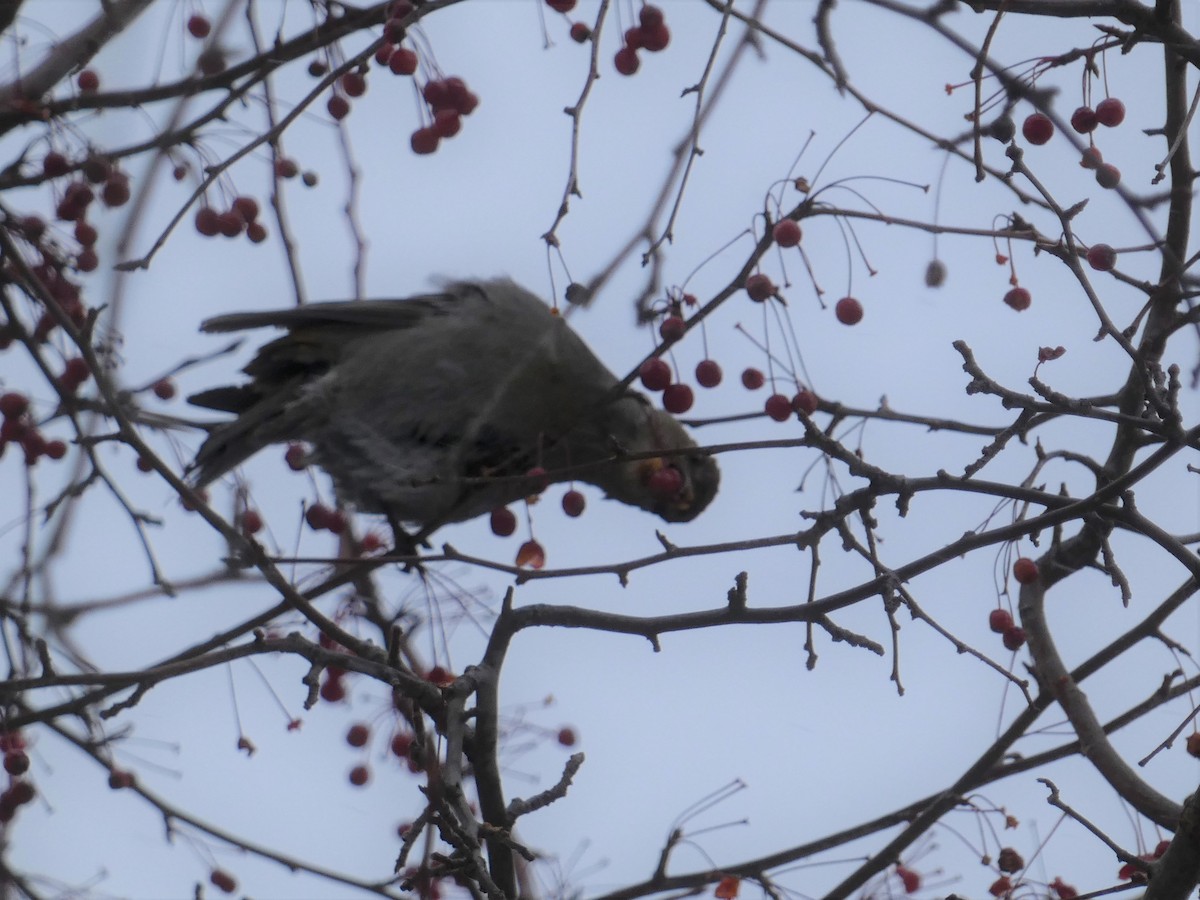 פתיאלי אורנים - ML647047349
