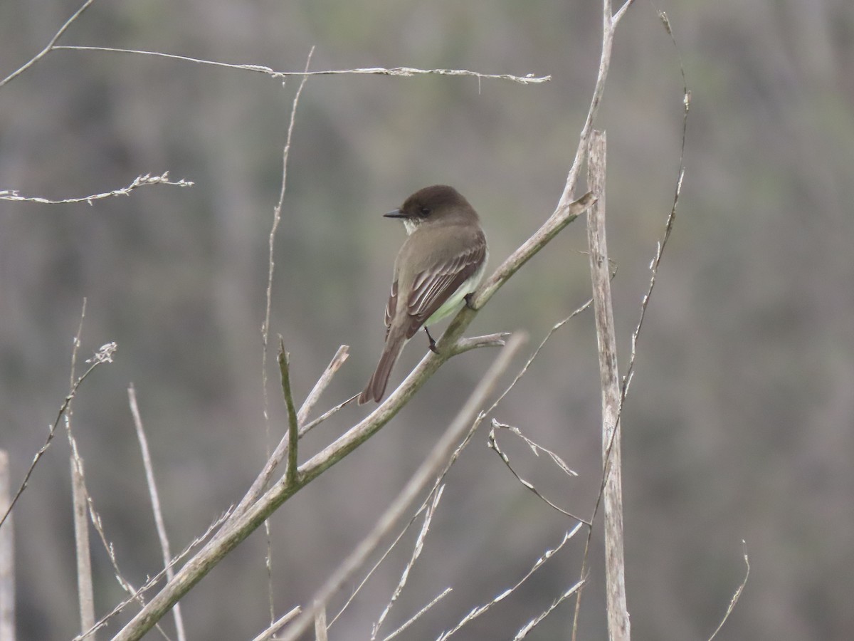 Eastern Phoebe - ML647047351