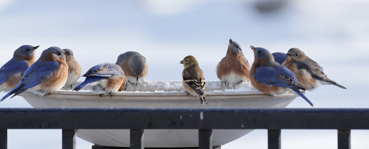 ルリツグミ - ML647047353