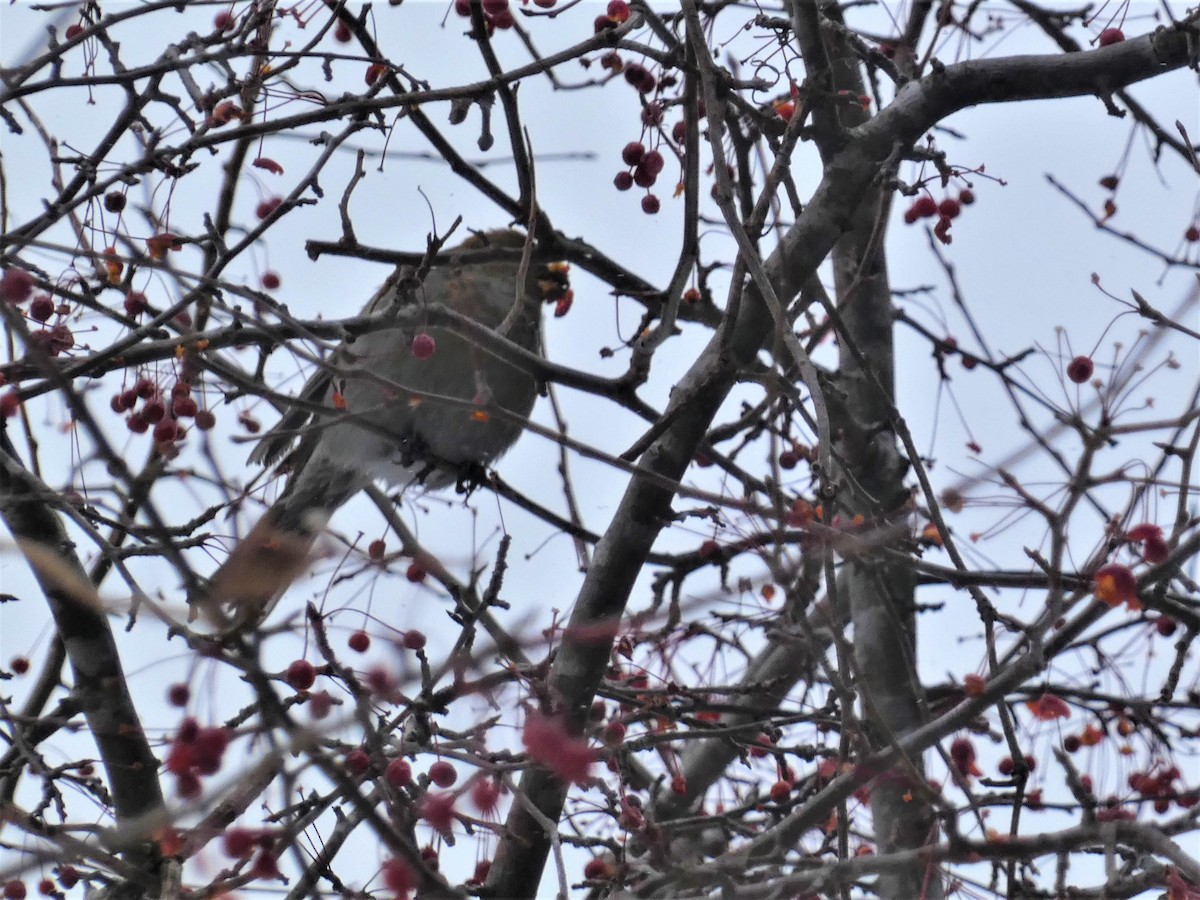 פתיאלי אורנים - ML647047354