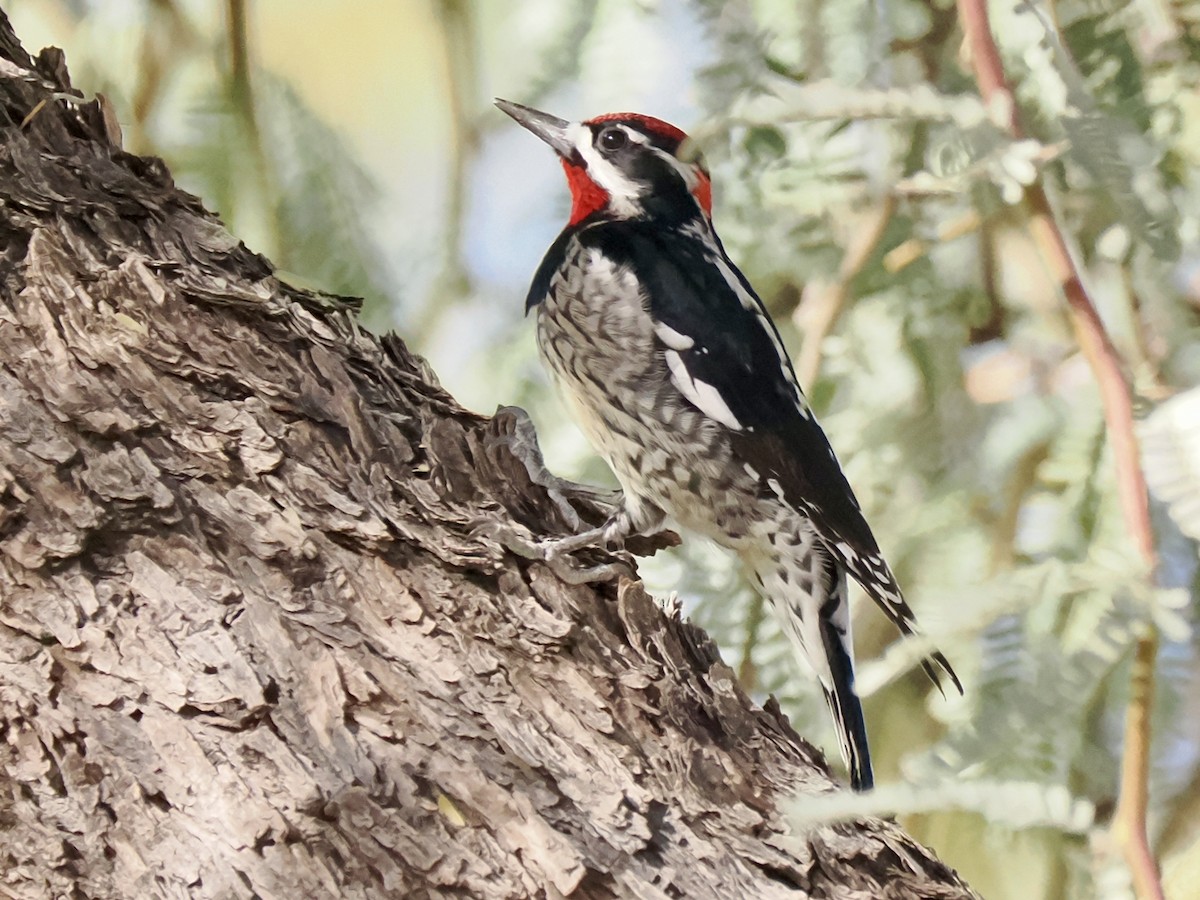 Red-naped Sapsucker - ML647047359