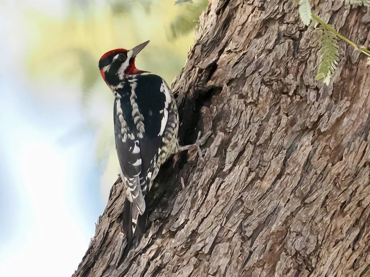 Red-naped Sapsucker - ML647047360