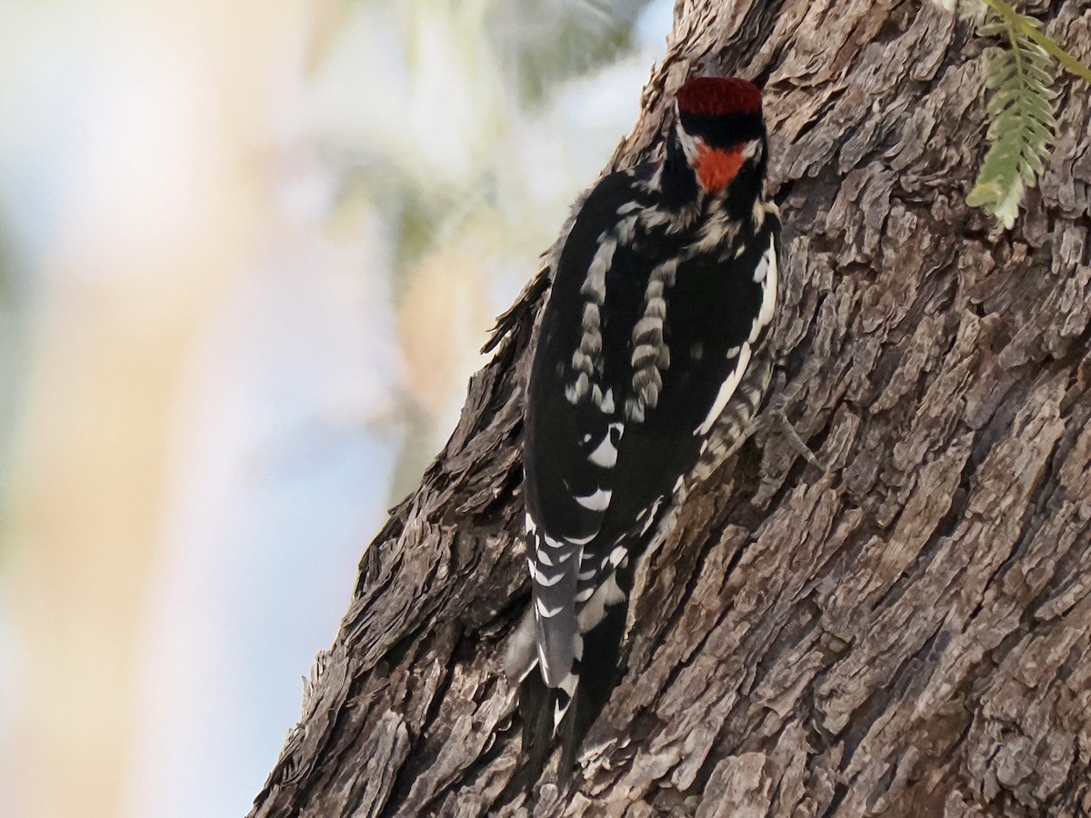 Red-naped Sapsucker - ML647047361
