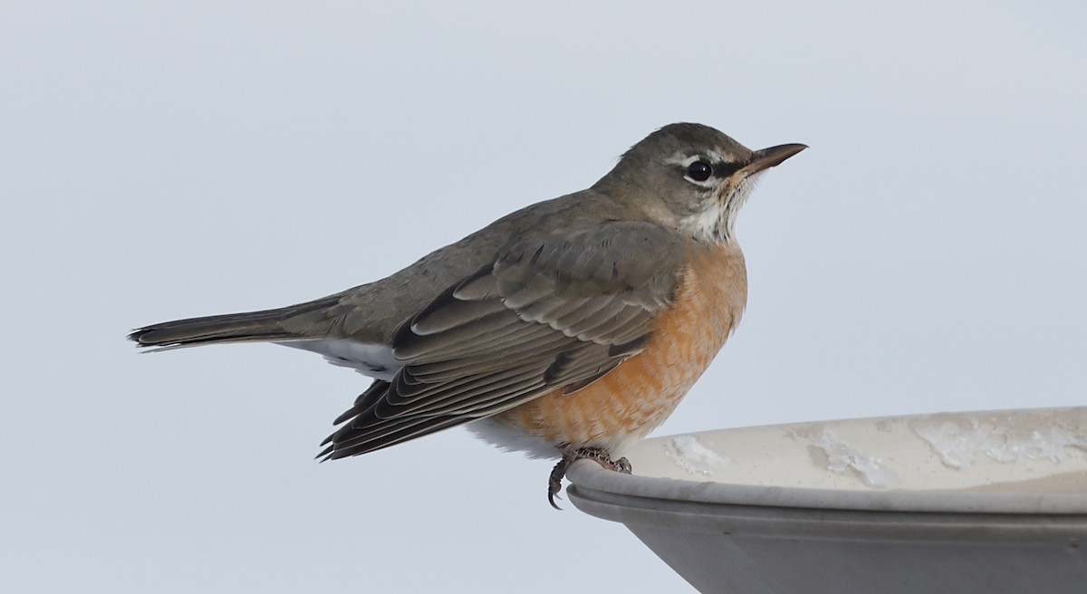 コマツグミ - ML647047364