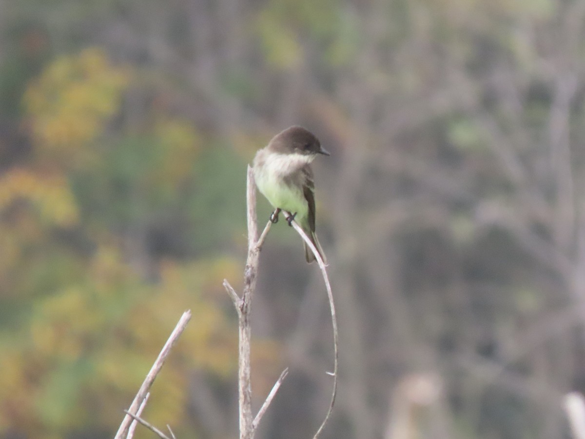 Eastern Phoebe - ML647047367