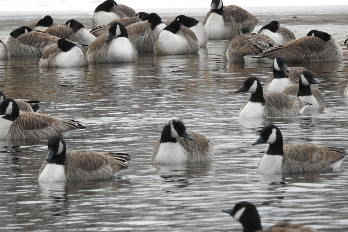Canada Goose - ML647047370
