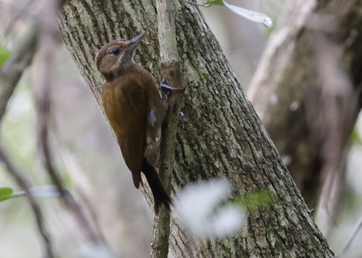 Kül Rengi Ağaçkakan - ML647047371