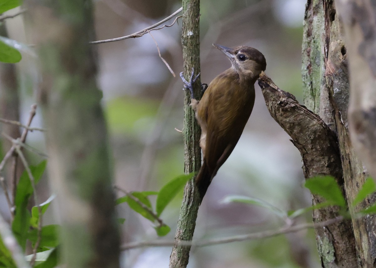 Kül Rengi Ağaçkakan - ML647047372