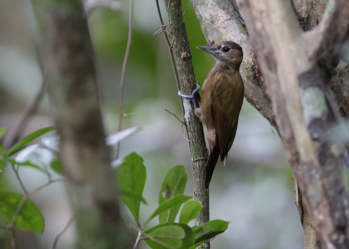 Kül Rengi Ağaçkakan - ML647047373