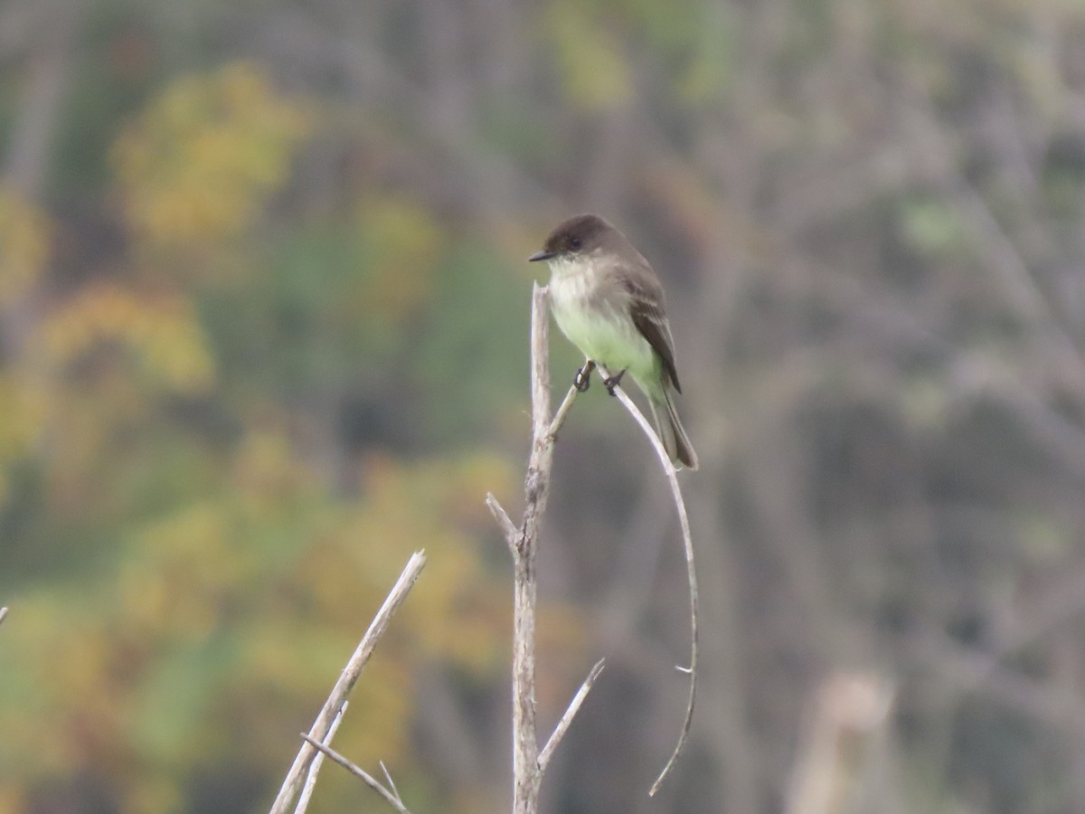 Eastern Phoebe - ML647047374