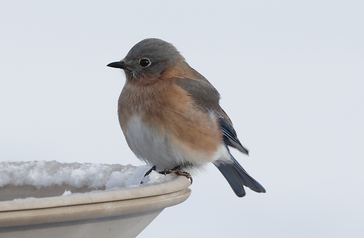 ルリツグミ - ML647047377