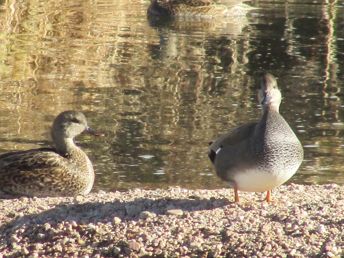 Gadwall - ML647047379