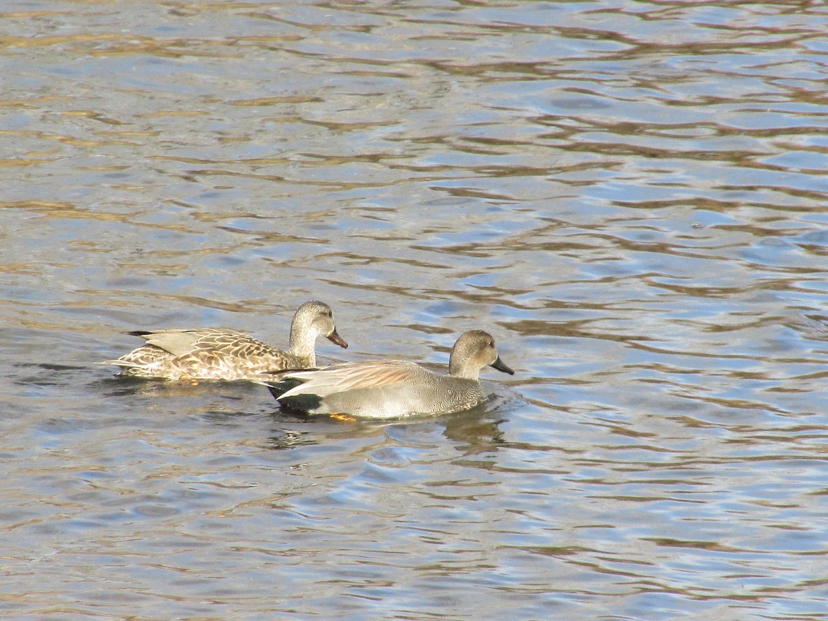 Gadwall - ML647047380