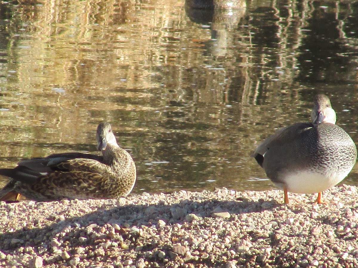 Gadwall - ML647047381