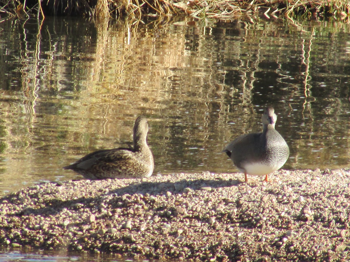 Нерозень - ML647047382