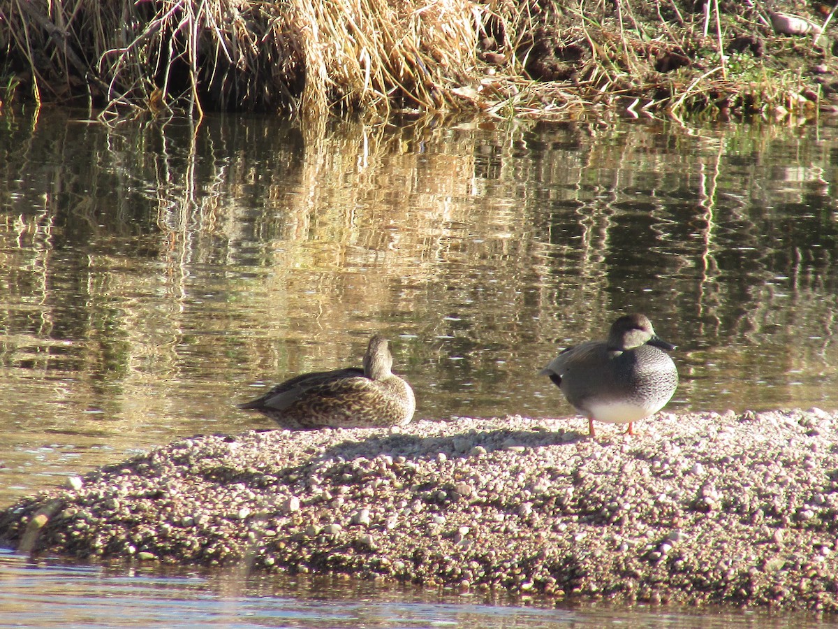 Gadwall - ML647047383