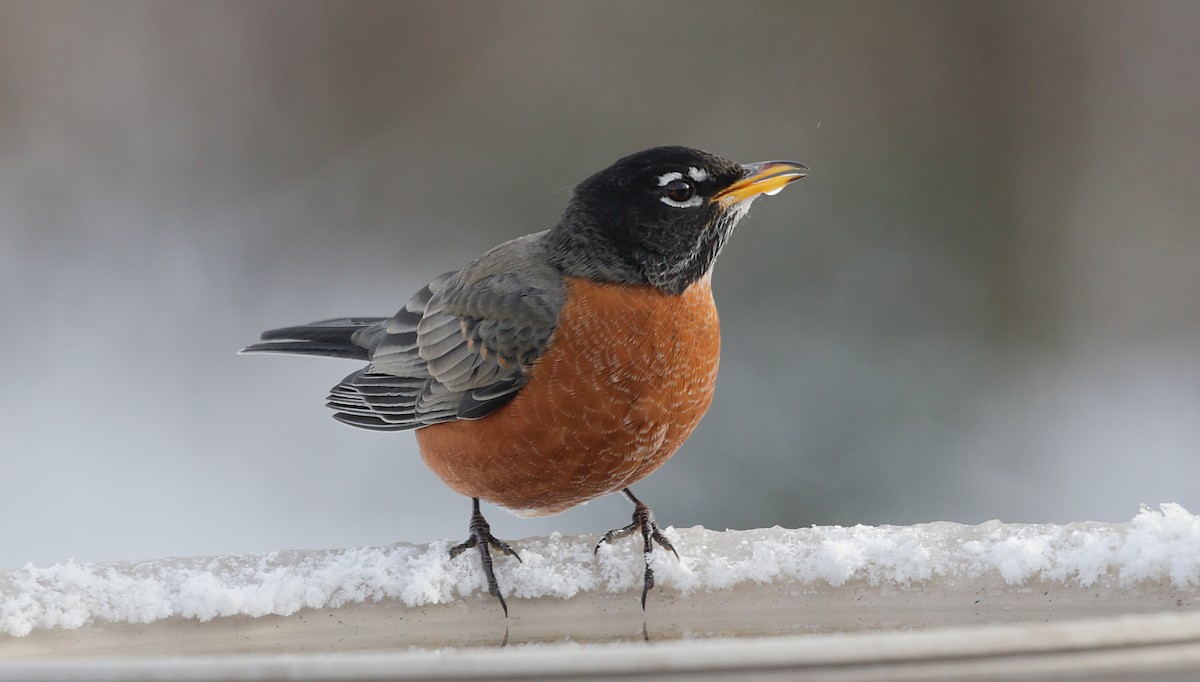 コマツグミ - ML647047388