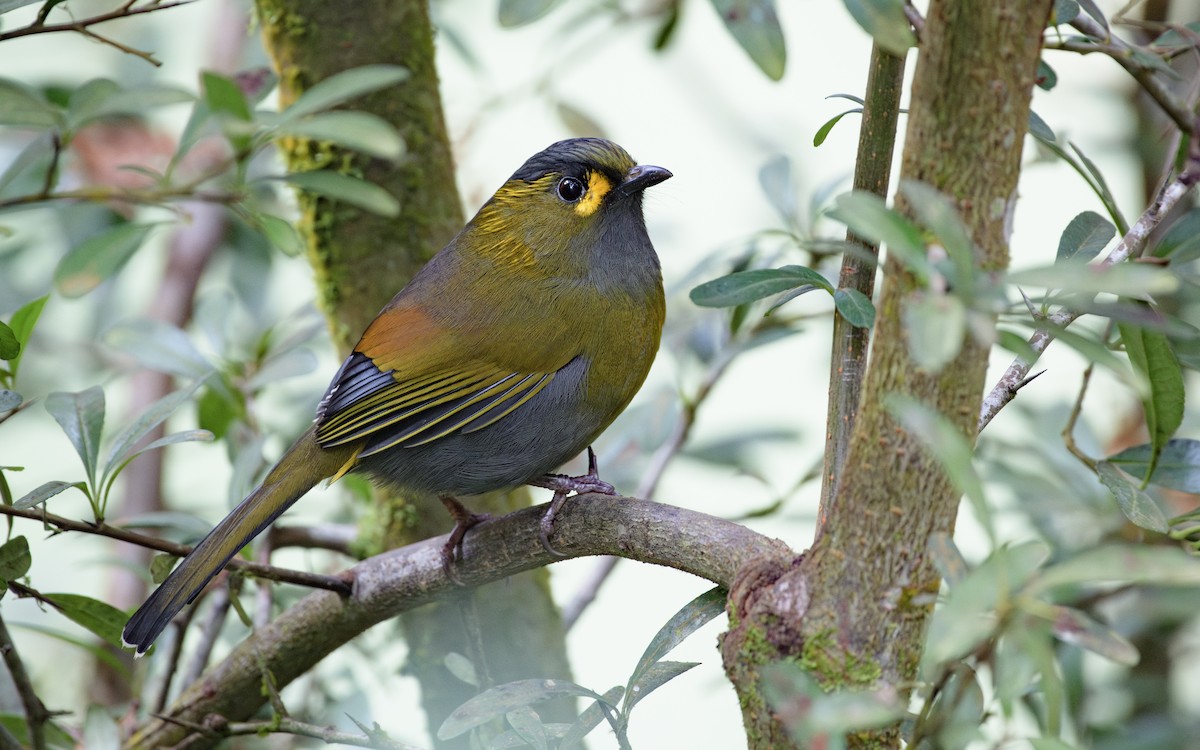 Taiwan Liocichla - ML647047389