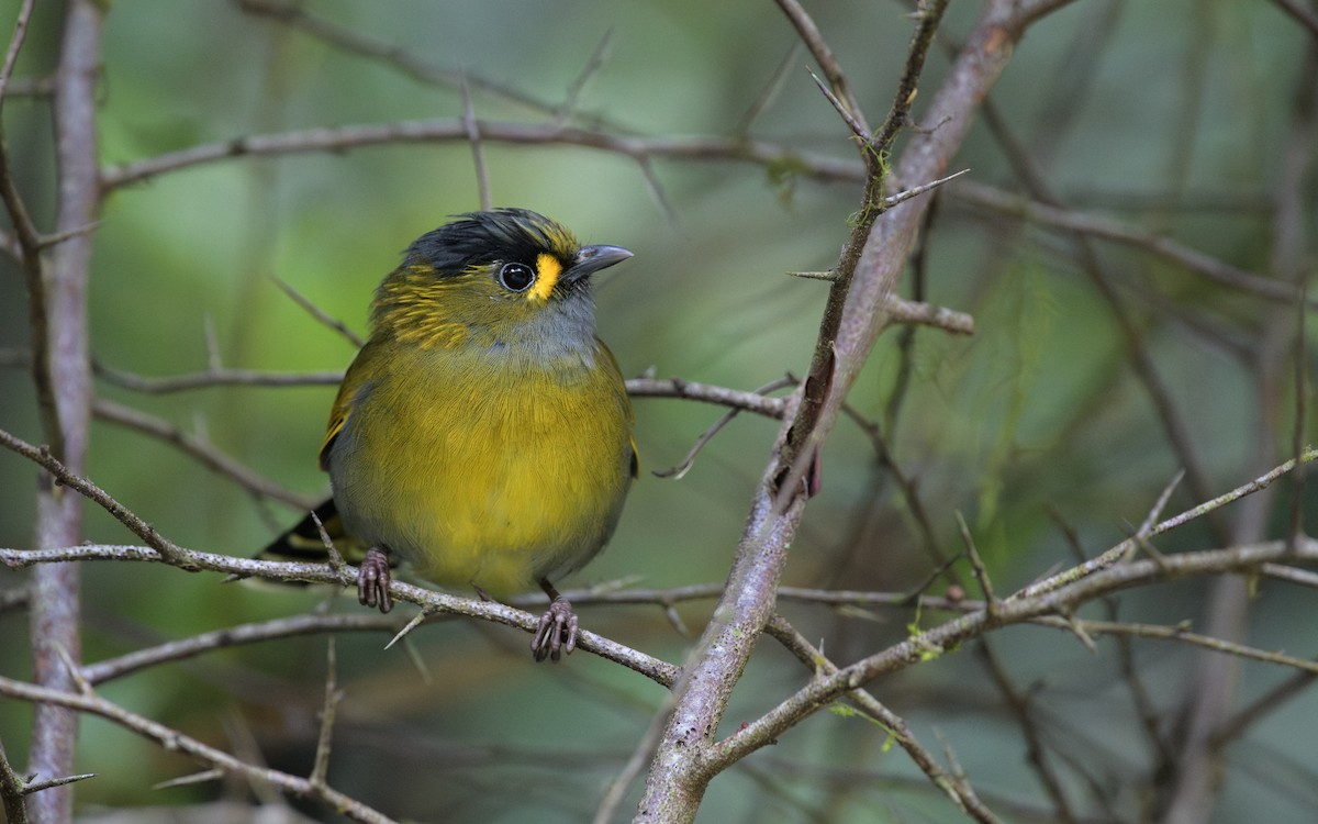 Taiwan Liocichla - ML647047390