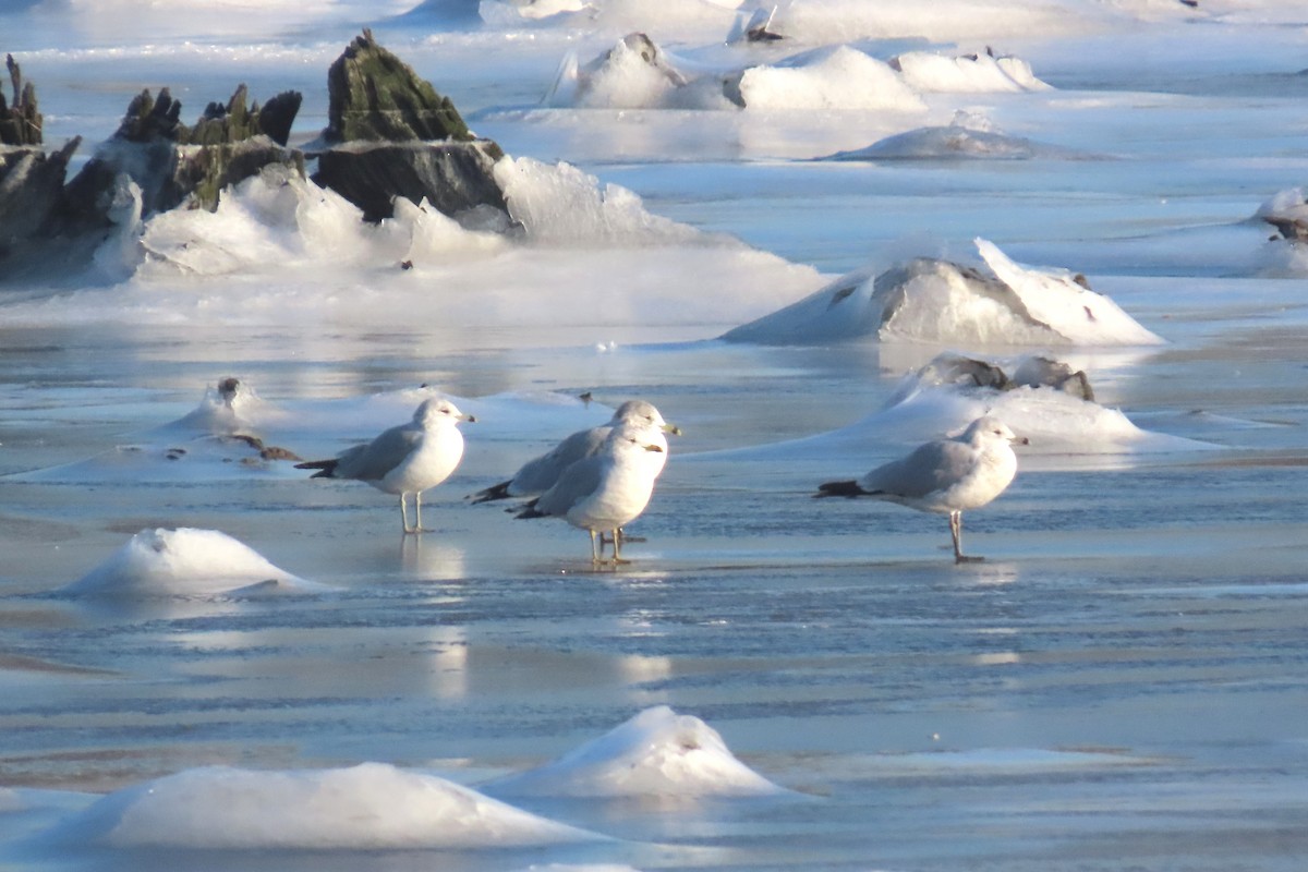 Ring-billed Gull - ML647047391