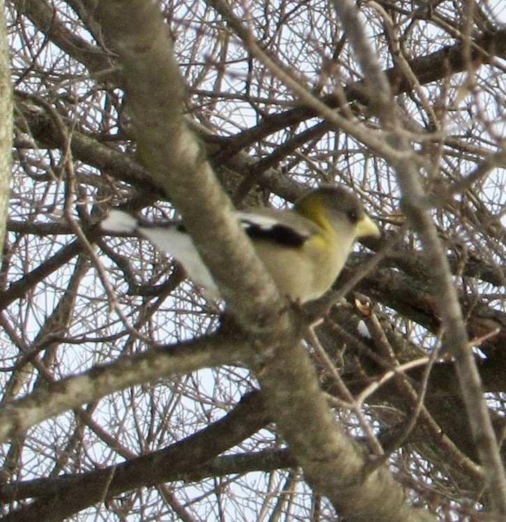 Evening Grosbeak - ML647047400
