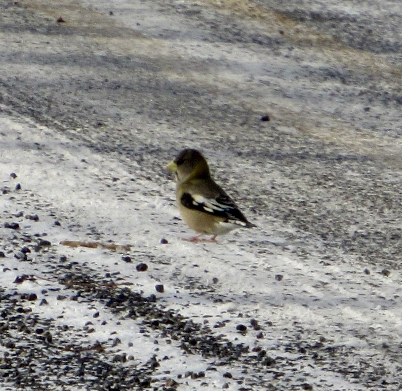 Evening Grosbeak - ML647047401