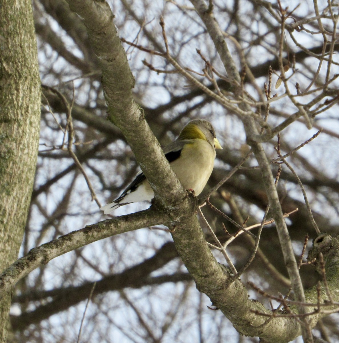 Evening Grosbeak - ML647047402