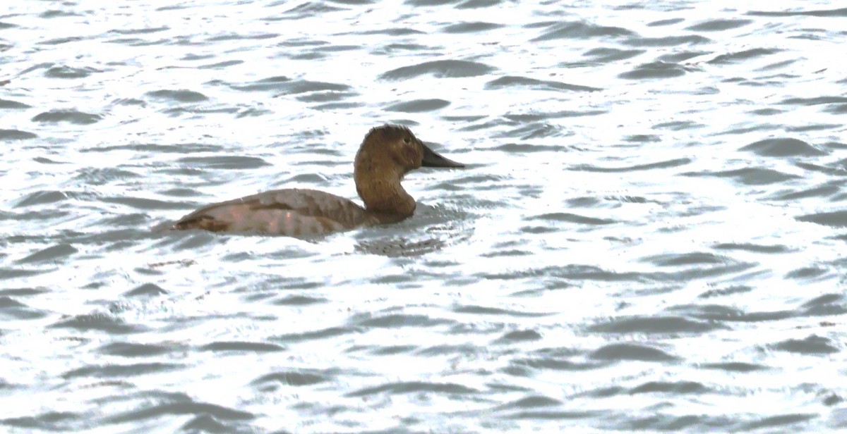 Murgilari bizkarzuria - ML647047403