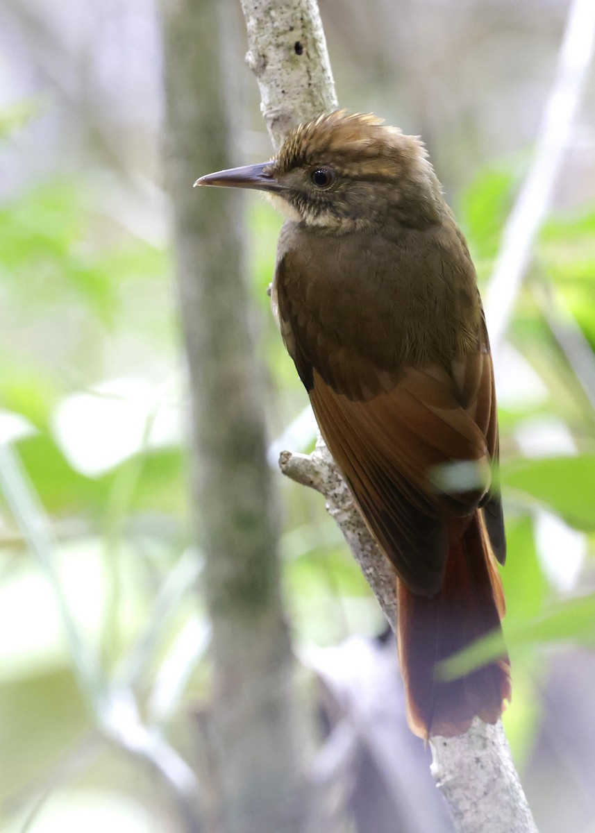 Tawny-winged Woodcreeper - ML647047404