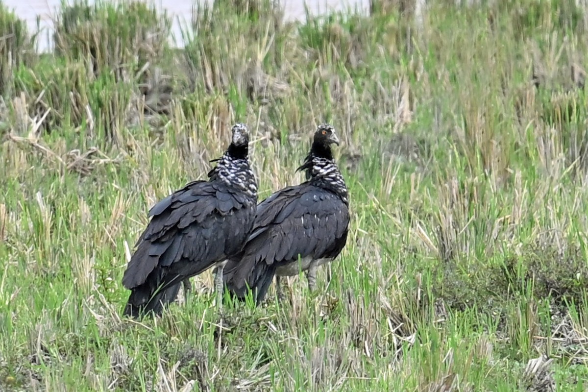 ツノサケビドリ - ML647047405