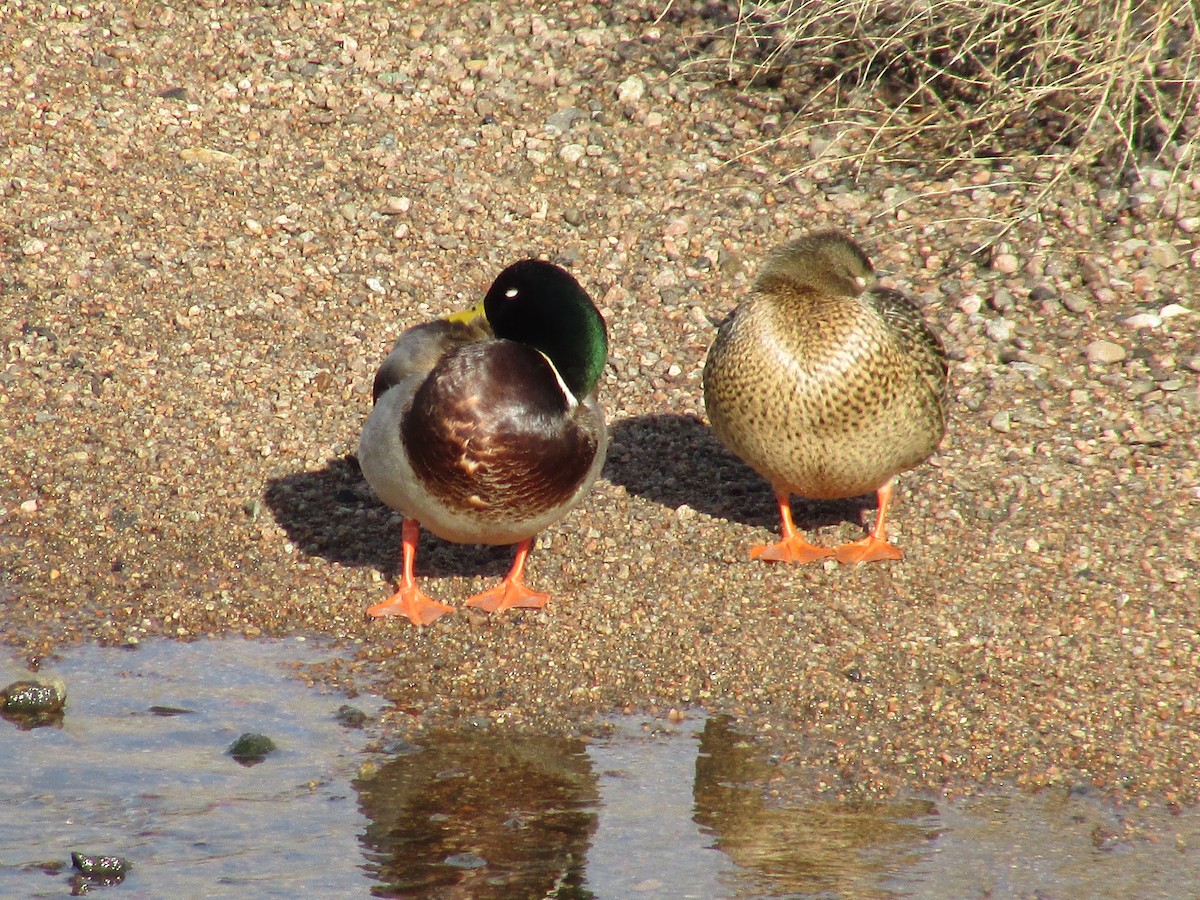 Mallard - ML647047409