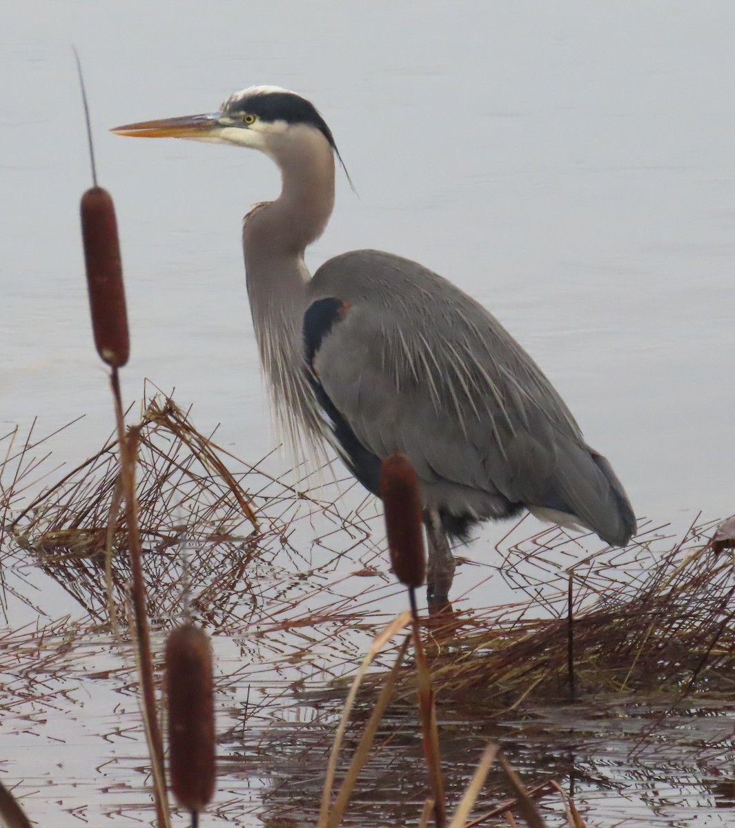 Great Blue Heron - ML647047414