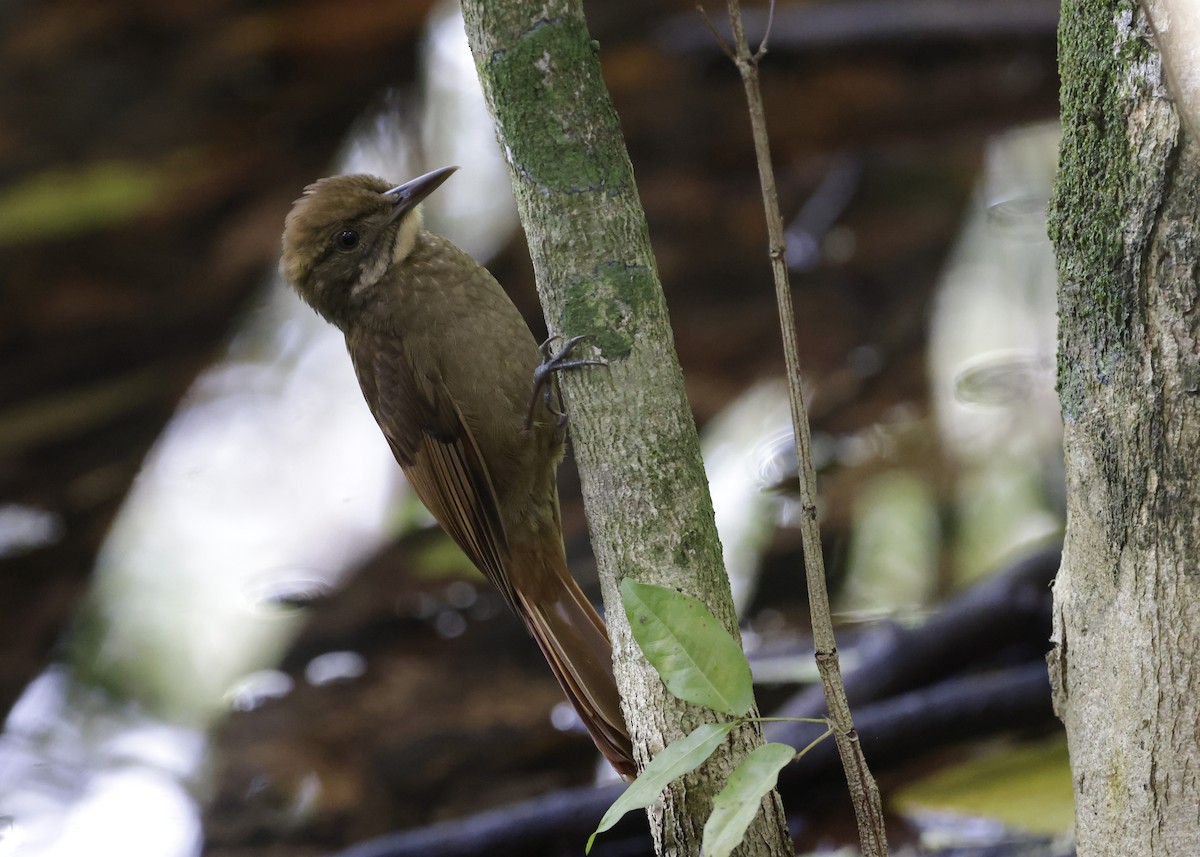 Tawny-winged Woodcreeper - ML647047421