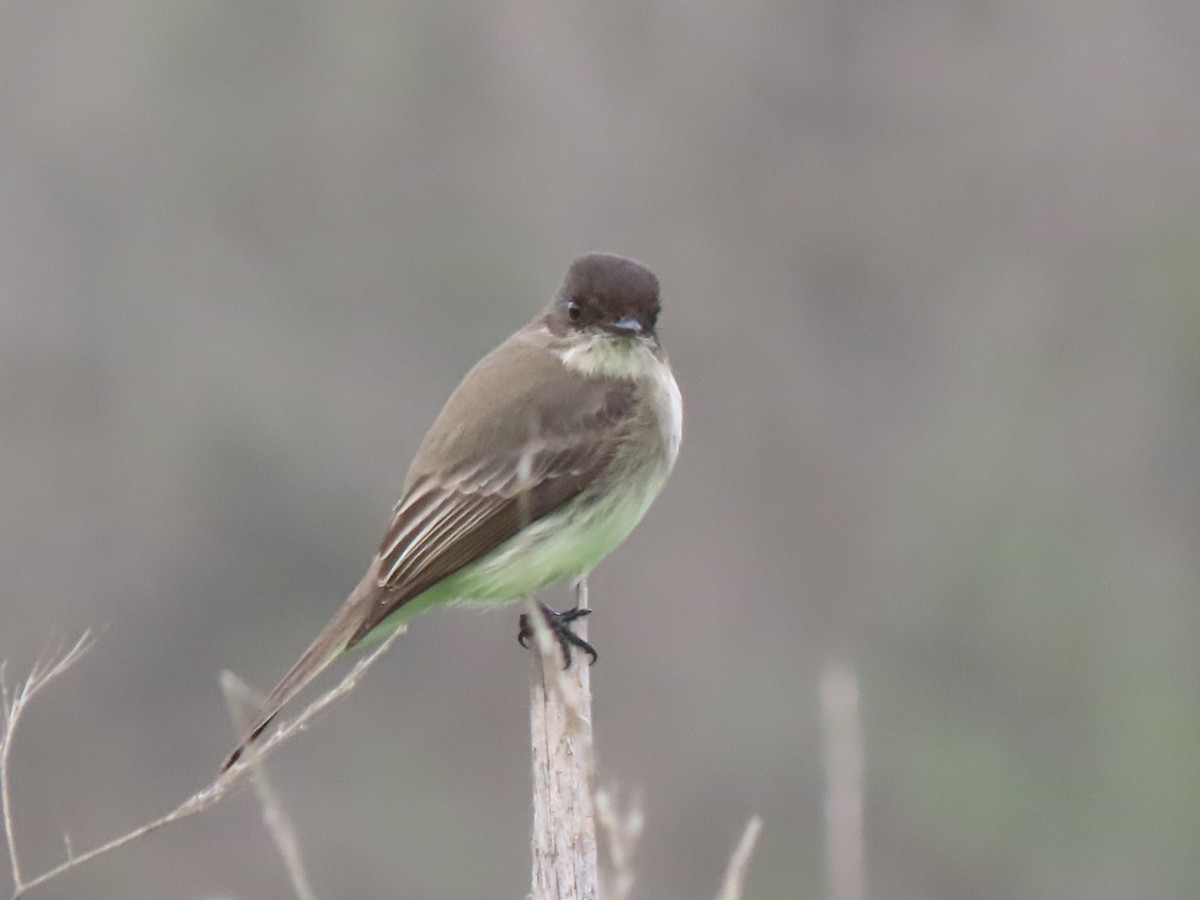 Eastern Phoebe - ML647047424