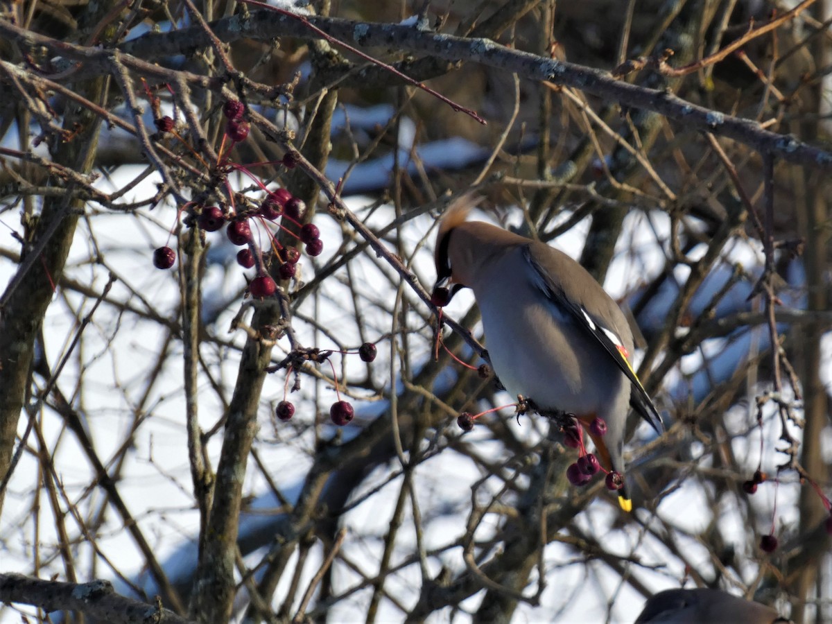 Bohemian Waxwing - ML647047430