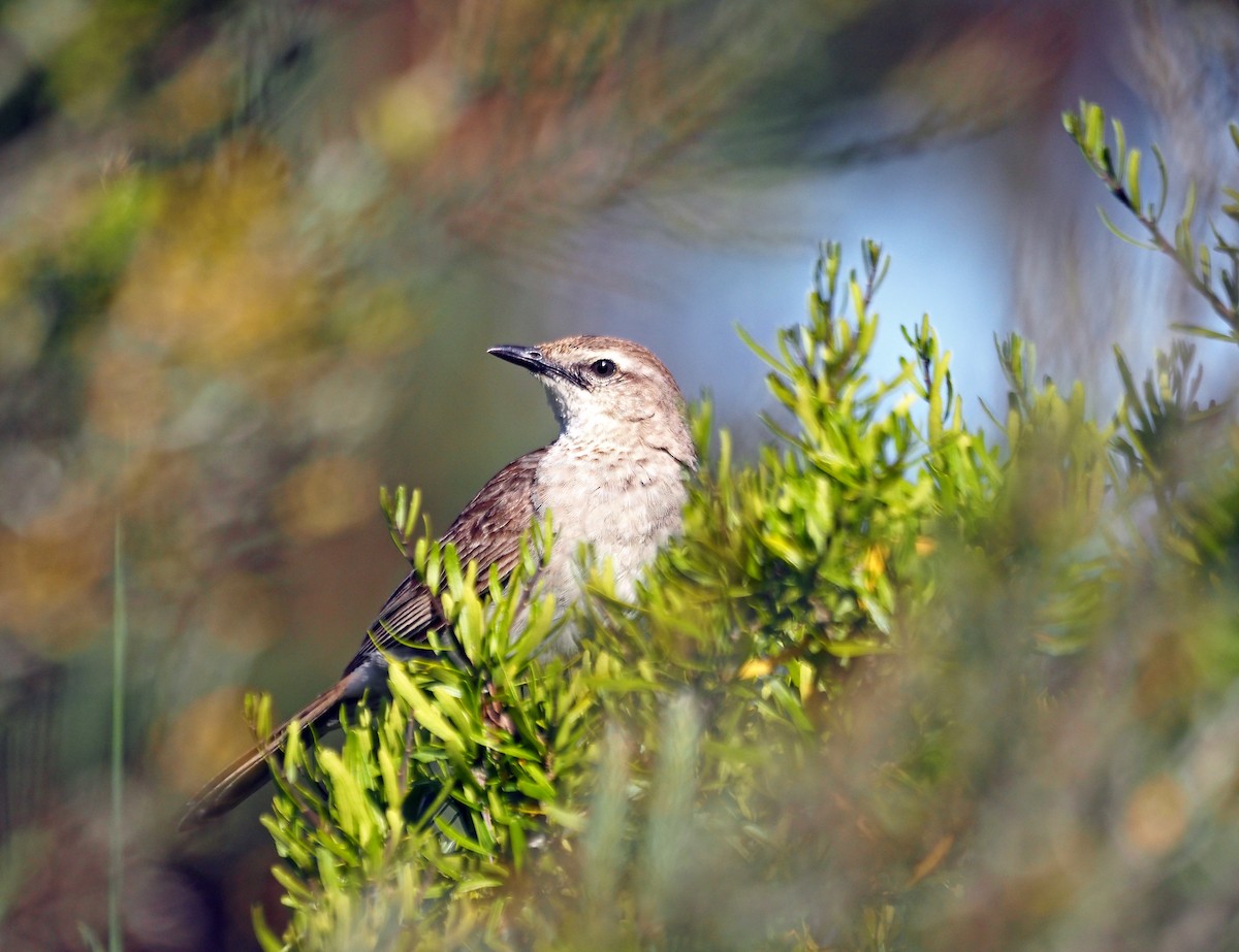 Роляк рудогузий - ML647047439