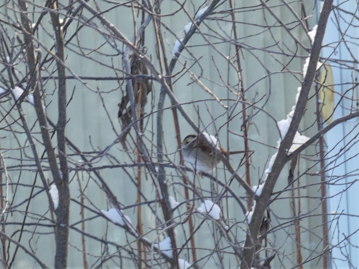 Chingolo Gorjiblanco - ML647047445