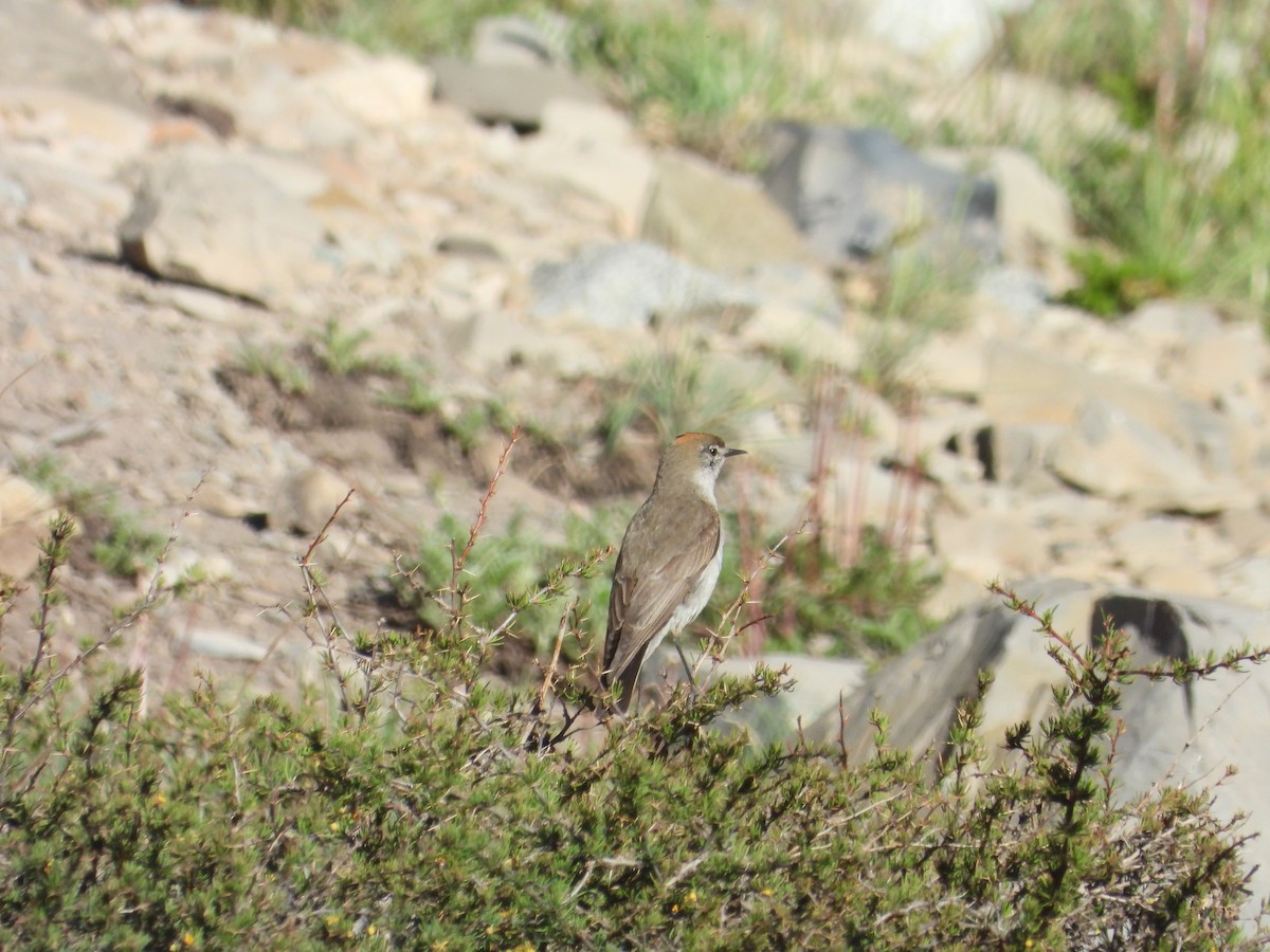 White-browed Ground-Tyrant - ML647047453