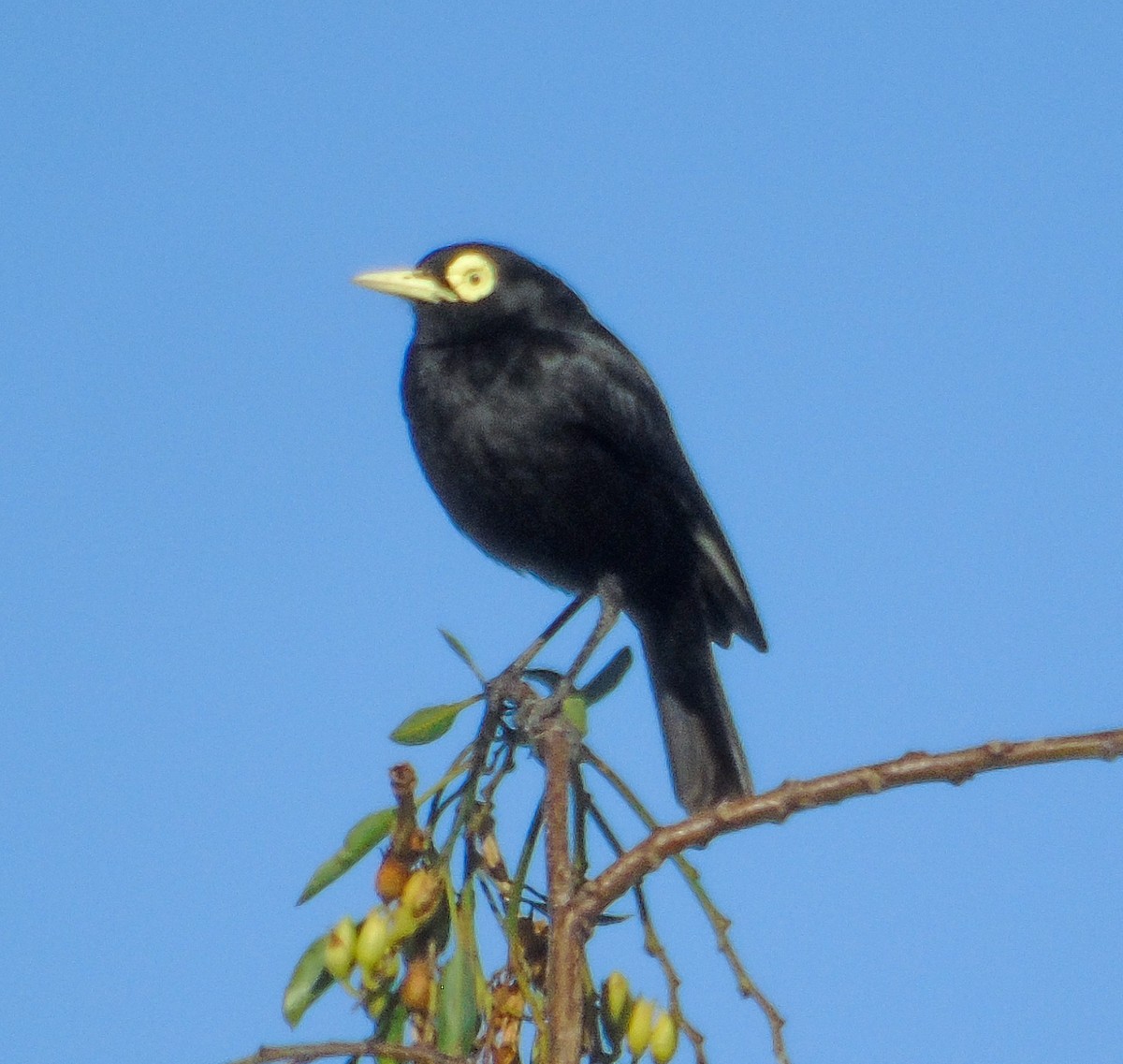 Spectacled Tyrant - ML647047462