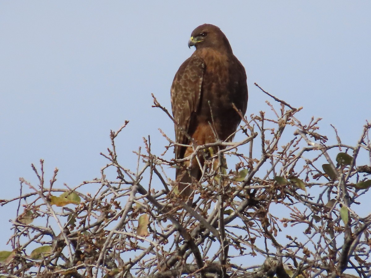 Red-tailed Hawk - ML647047463
