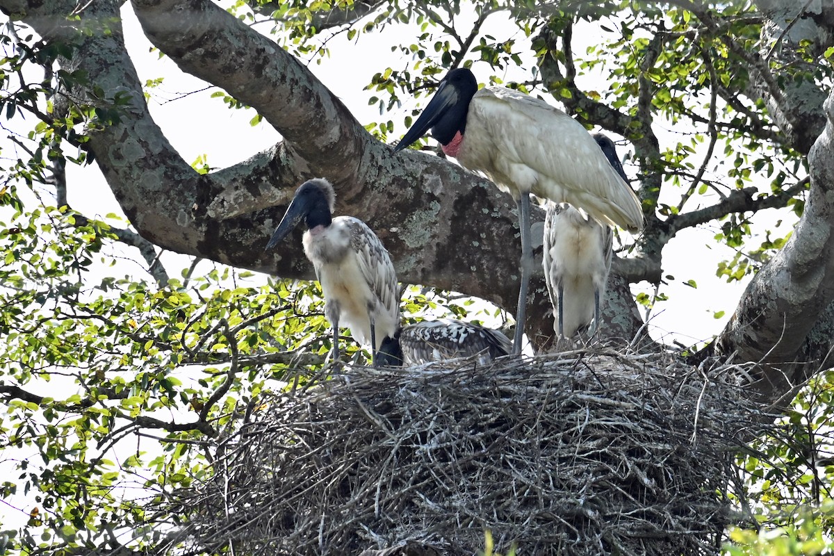 Jabiru - ML647047470